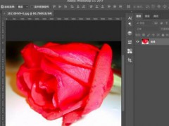 PhotoShop如何替换图片区域颜色，红玫瑰秒变紫玫瑰图文教程